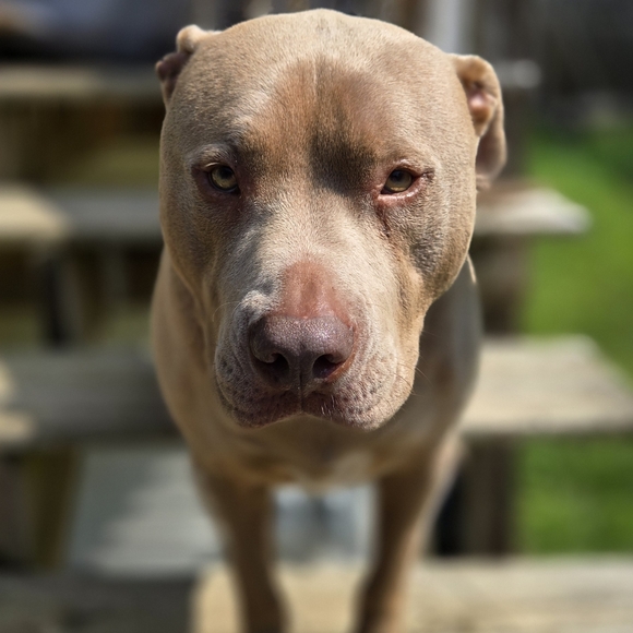 Meet your Posher, Cajun - Picture 6 of 16